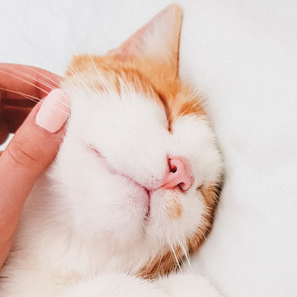 
                Les 11 commandements pour un chat parfaitement heureux (2nde partie)
              