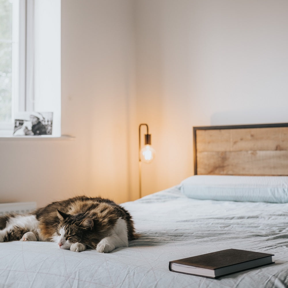 Accueillir un nouveau chat : 12 conseils fondamentaux pour l'aider à s -  Habemus Papatte, image size:1000x1000