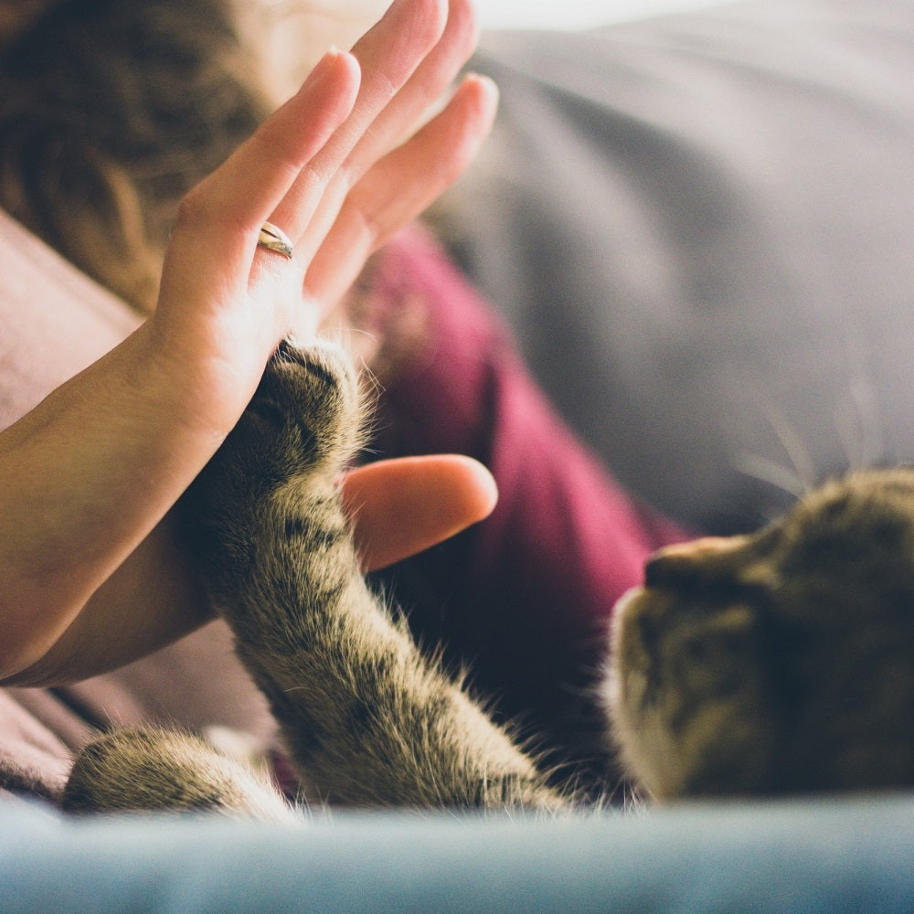 
                Les 11 commandements pour un chat parfaitement heureux (1ère partie)
              